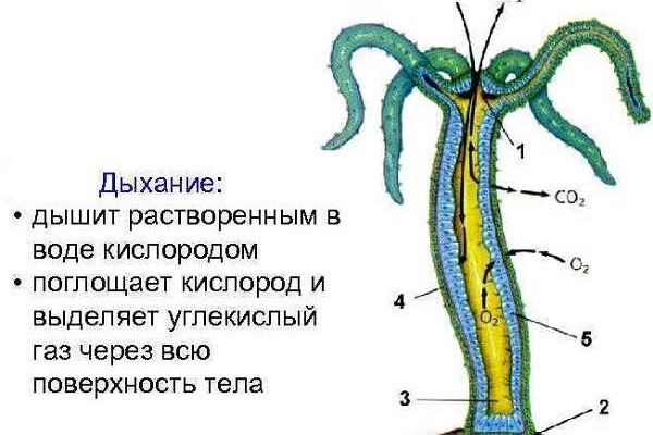 Kraken зеркало krakentor site